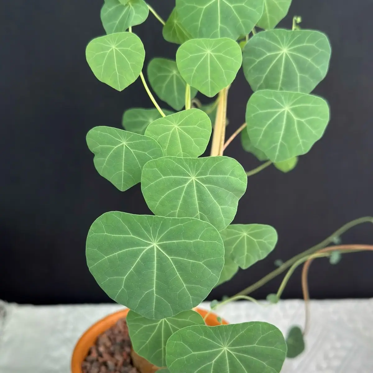 Stephania Cepharantha Red Vine, Stephania Erecta Rare Caudex Plant, Live Plant Succulent Houseplant