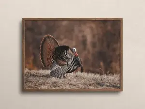 Rustic-Style Wall Art Featuring Wild Eastern Turkeys, Eastern Turkey Posters Depicting A Male Turkey In The Woods, Turkey Nature-Style Prints.