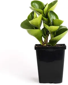 Green Peperomia Obtusifolia Quart Baby Rubber Plant 4" Easy Houseplant