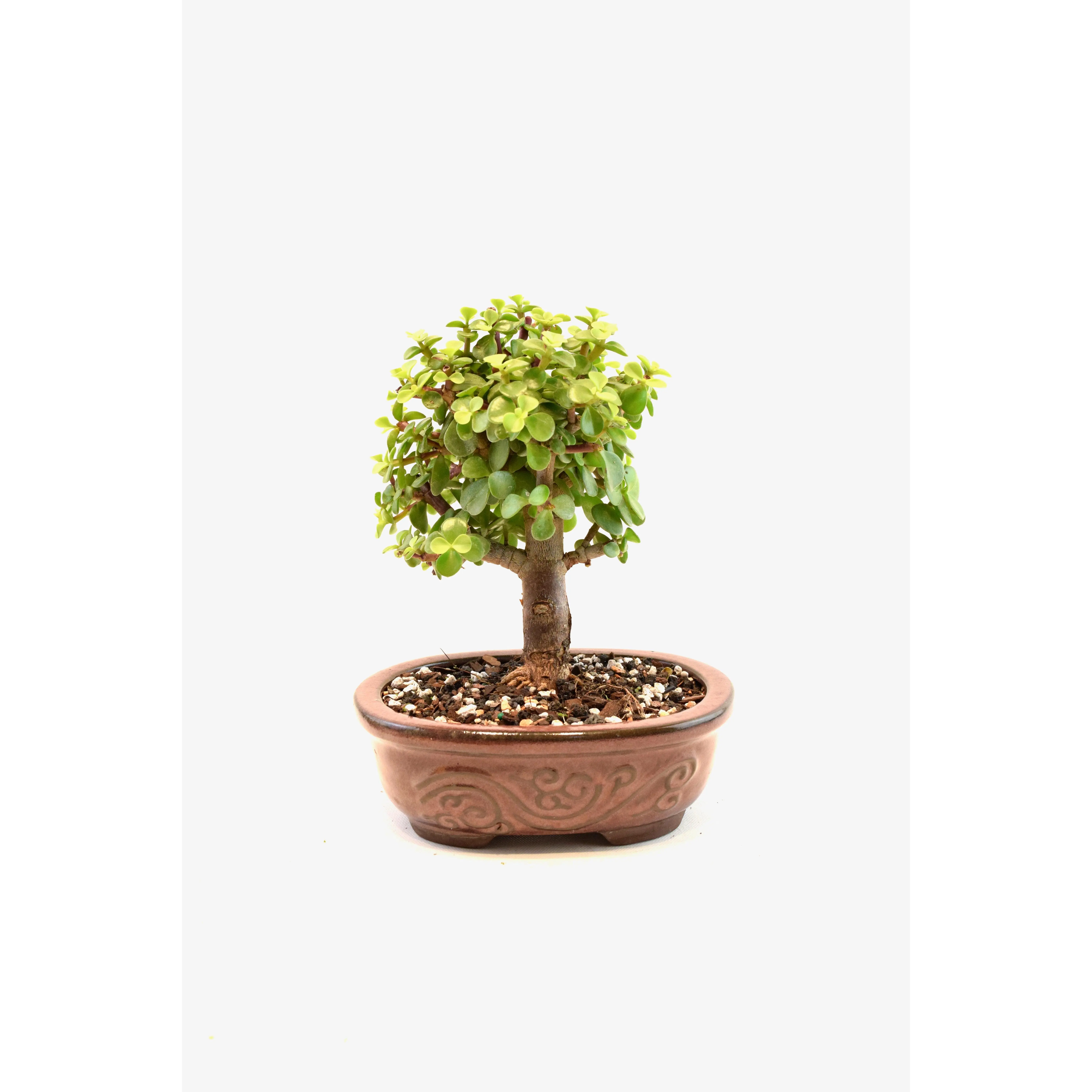 Dwarf Green Jade Ceramic 7" Pot - One of a Kind Bonsai