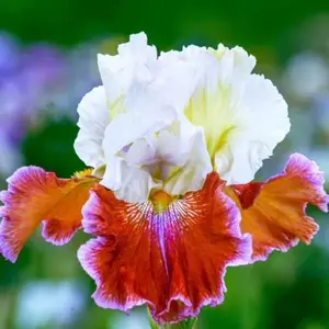 50 Heirloom Iris Seeds Fragrant Flower Plant (much less money than bulbs) - FRESH SEEDS - Limited Supply - Order Soon - Thank You