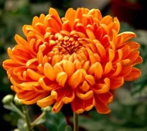 Chrysanthemum 120 Seeds Orange Flower Authentic Chinese Spider Edible Tea - Pest-Free, Suitable for Indoor Cultivation, Ideal for Meditative Gardening