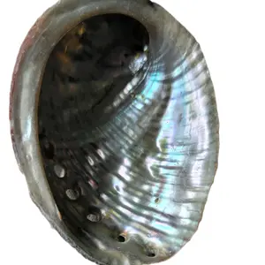 Abalone Shell Decor