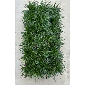 Dwarf Mondo Grass, (Ophiopogon japonicus) 'Nanus', 4-6 Inches Tall 18 Count, 3-inch pots