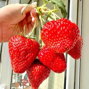 800+pcs Strawberry Seeds Ready to Plant - Non-GMO - Easy-to-grow perennial fruit seeds for home gardens, patios, balconies, and outdoor yards - Produces sweet, juicy, high-yield strawberries for fresh eating, desserts, and smoothies