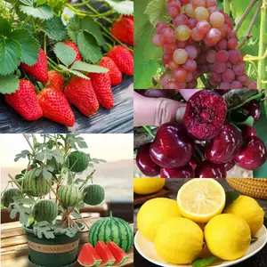 Mixed Fruit Seeds 480+ - Individually Packaged for 50+ Grapes, 50+ Watermelons, 30+ Cherries, 300+ Strawberries & 50+ Lemons