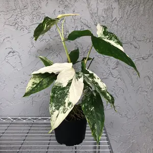 Syngonium albo variegated - 6” pot