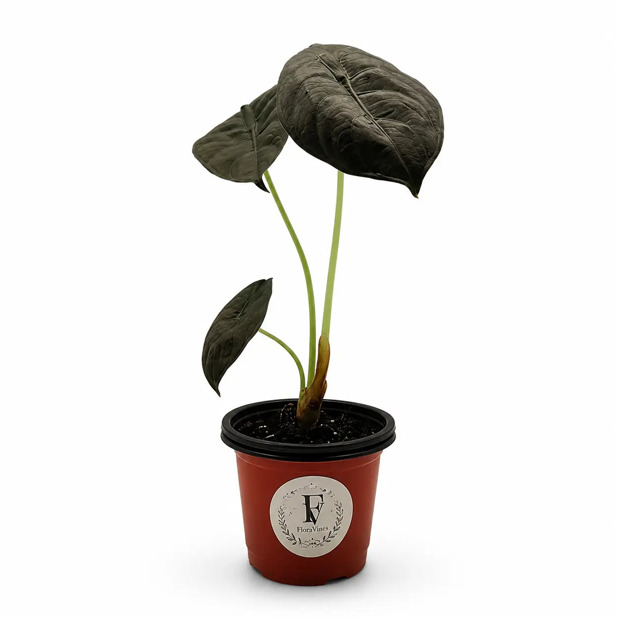 Alocasia 'Red Secret' – Live Jewel Alocasia Houseplant (4" Nursery Pot)