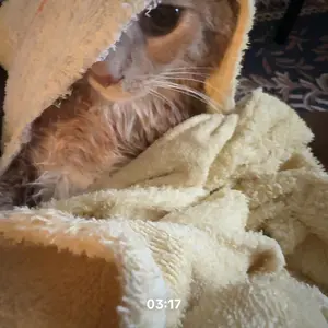 Cat Bath Mesh Bag, Portable Mesh Shower Bag with Adjustable Drawstring Design, Travel Bathing Bag for Cats #GLOBAL PICKS