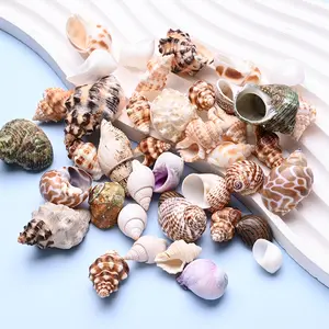 A13 Natural Seashells Bulk Pack | Mixed Shells for DIY Crafts, Jewelry Making & Beach Decor