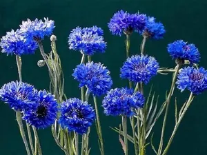 Dwarf Bachelor Button Seeds - Blue Cornflower - Pack of 1000 Seeds