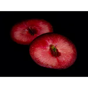 3 Mariposa Plum Scions, Cuttings, Scionwood