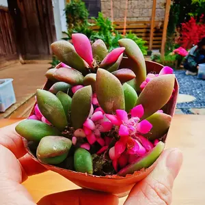 2 Inch Live Sunrise Succulent, Pink & Green Variegated, Fully Rooted Potted Plant for Home Decor (4PC)