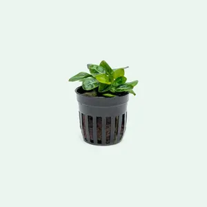 Anubias Stardust Mini Easy Aquarium Plant, Beginner Live Aquatic Plants, Low Light Plants for Fish Tank Decor, Rare Anubias for Aquascaping