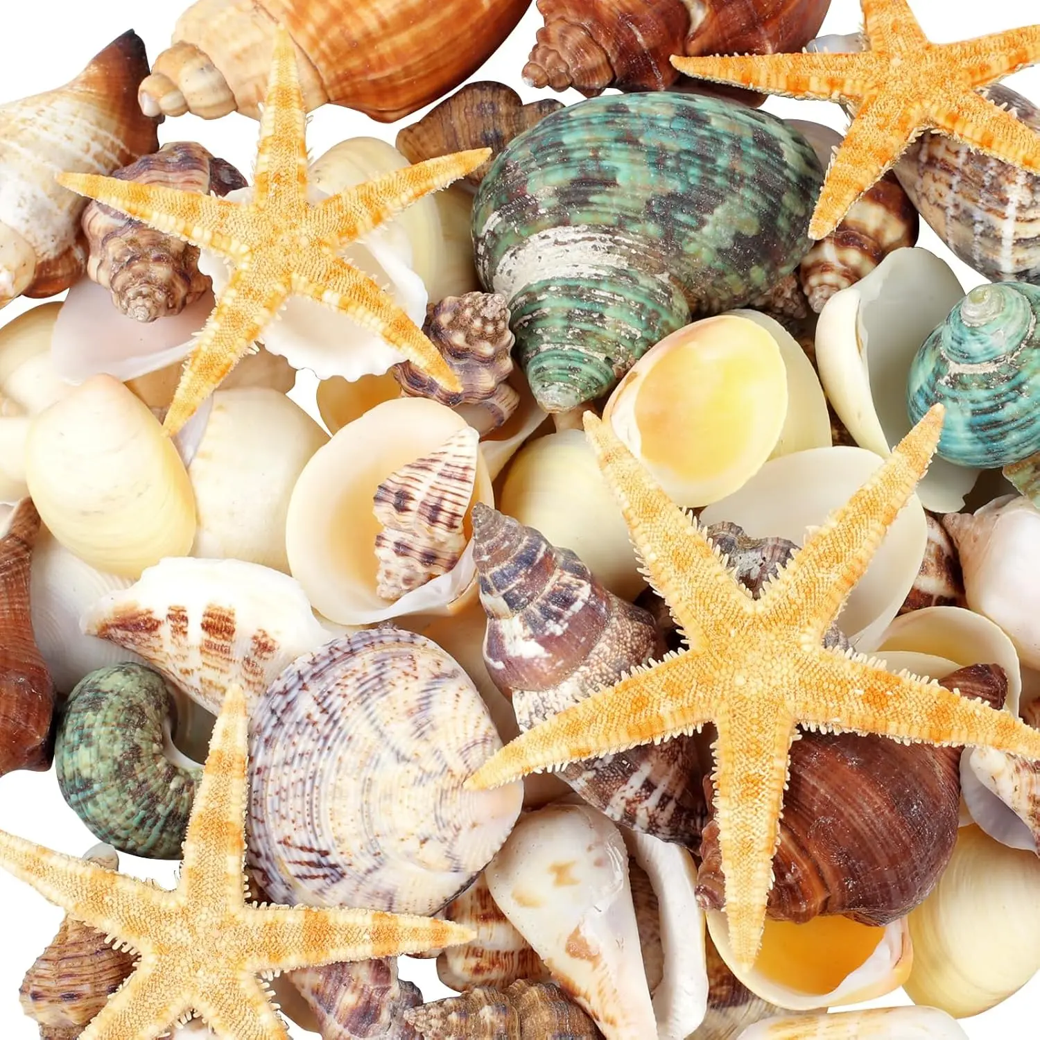 80+ Pcs  Seashells, Mixed Starfish Sea Shells for Crafts, Various Sizes  Shells Conch for Decorating, Beach Theme Party, DIY Crafts, Fish  Filling,  Decor, Wedding Decoration