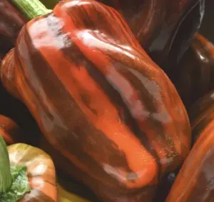 Candy Cane Chocolate Cherry Pepper Seeds for Planting  - Grow Your Own Vegetables (10 Seeds) Garden Decorative