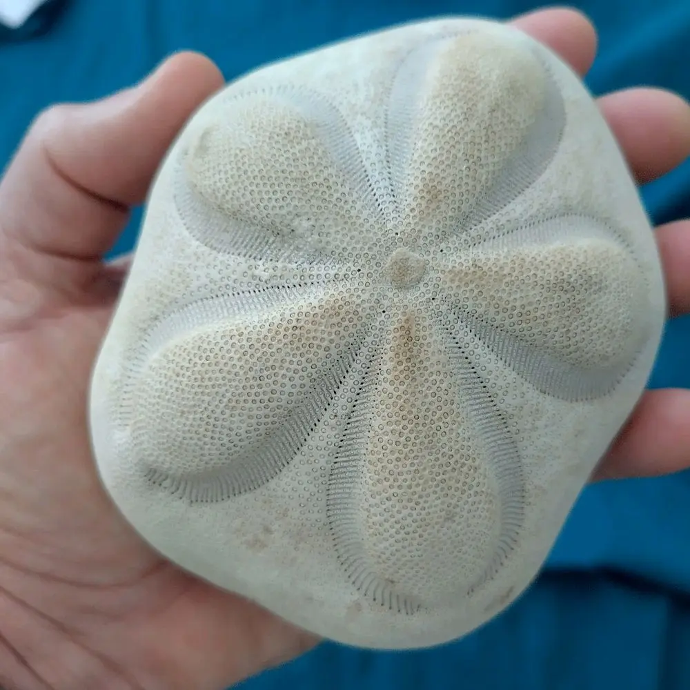 Florida Sea Biscuit sand dollar shell