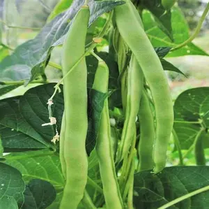 TomorrowSeeds - Lu Qing Romano Pole Bean Seeds -  Non GMO Stringless Light Green Flat Beans Helda Italian Broad USA Vegetable Seed 2024 Season