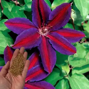 Green River 25 Purple Red Clematis Seeds - Decor Decoratives  for Fences Trellises & Arches - Perennial Climbing Vine for Full Sun - Elegant Color for Garden Transformations