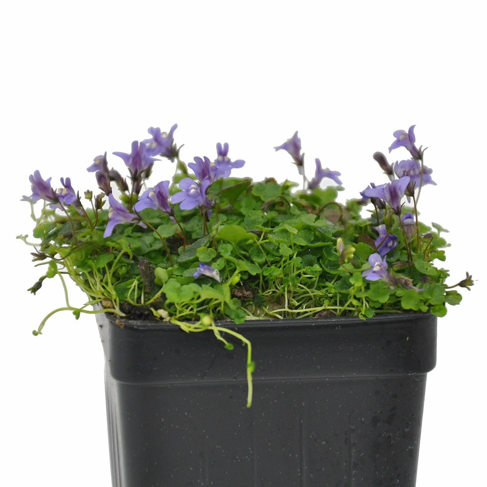 Cymbalaria aequitrilobia, Ground Cover, Mini Kenilworth Ivy