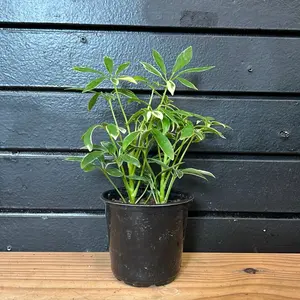 Schefflera arboricola plant 4 Inch Pot
