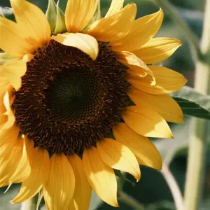 50pcs Giant Sunflower Seeds – Bring Sunshine to Your Home Garden, Ideal for Kids, Beginners, and Decorative Summer Planting