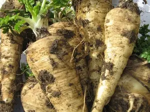 200+Parsnip Seeds All American Parsnip Seeds(Pastinaca sativa) USA
