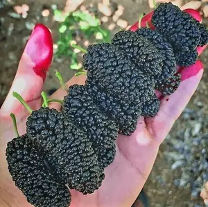 KVITER 300 Giant Thornless BlackBerry Seeds (Rubus Fruticosus) – Triple Crown BlackBerry Bush Seed, Huge & Sweet Organic Fruit Berries – Blackberries Heirloom Seeds for Outdoor Garden & Containers