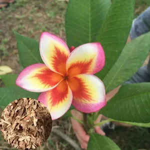 Green River- 5 Orange Yellow Pink Plumeria Seeds - Premium Tropical Flower Seeds for Decor, Garden, Pots & Fragrance - Non-GMO, Fragrant, Full Sun Friendly