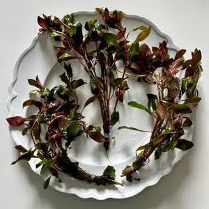 Ludwigia "Dark Red" aquatic stem plant. Add a pop of color to your aquarium!