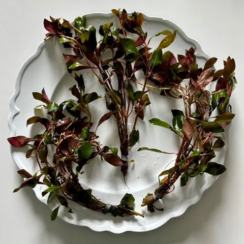 Ludwigia "Dark Red" aquatic stem plant. Add a pop of color to your aquarium!