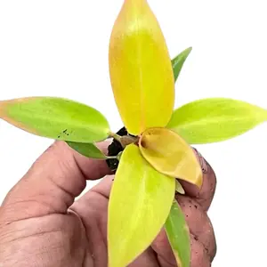Philodendron Prince of Orange | Rare Color-Changing Aroid | Rooted Starter Plant in Plug