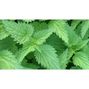 Nettle