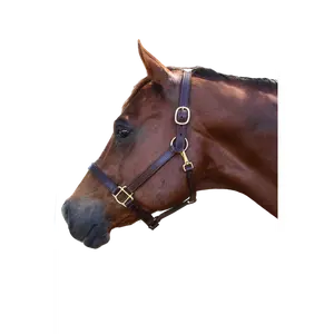 TS Leather Turn Out Halter With Snap