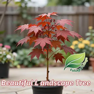 Hale red maple seedlings | Garden shade tree, perennial decorative tree, perfect for home gardens and landscaping