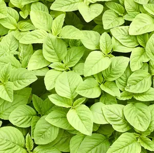 2000+ Varieties Green Amaranth Spinach Seeds for Planting, Vegetable Gardening Seeds for Home Garden