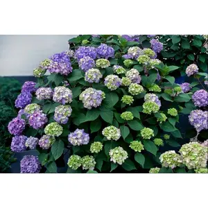 HYDRANGEA M. 'BLOOMSTRUCK'®  G3