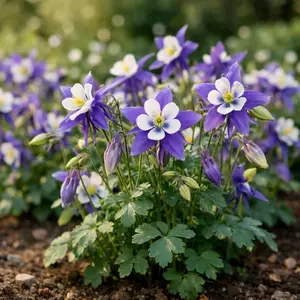 Columbine Seeds – Hardy Perennial Flower Seeds for Garden, Easy Grow Outdoor Plants