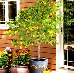 100 Dwarf Lemon Bonsai Seeds – Grow Mini Lemon Tree with Fresh Citrus Fruits Indoor/Outdoor