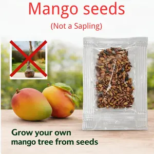 Mango Seeds – Easy to Grow, Tropical Delight, Perfect for Home Planting and Gardening