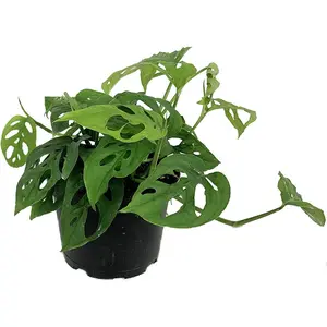 Monstera Swiss Cheese Plant - Live Plant in a 6 Inch Pot - Monstera Adansonii - Beautiful Easy to Grow Air Purifying Indoor Plant