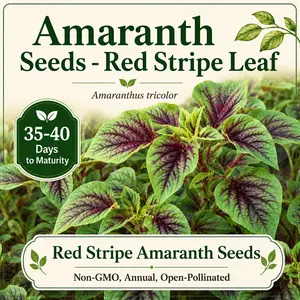 Red Stripe Leaf Amaranth Seeds Rau Dền Red Callaloo Heirloom Chinese Taiwan Variety Easy to Grow Fast Growing Summer Veggies by MAI'S FAMILY