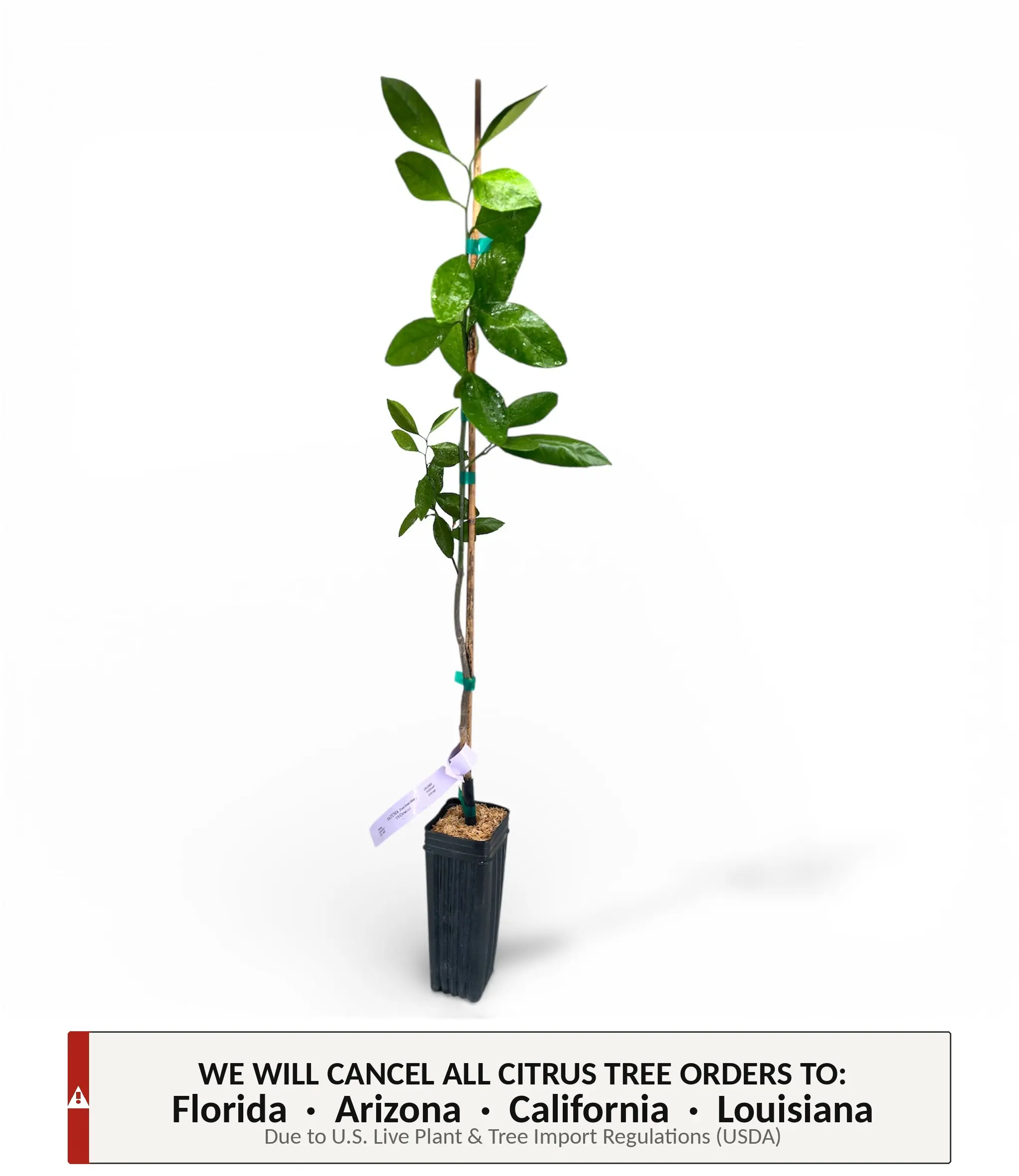 Frost Owari Satsuma Mandarin Tree | No Ship CA AZ LA FL | Sweet Seedless Mandarin, Cold Hardy & Easy Peel Citrus | Premium Indoor Outdoor Citrus Tree