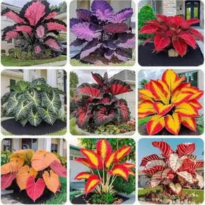 1000 pcs Hosta Seeds – Easy-Care Perennials for Busy Garden Lovers