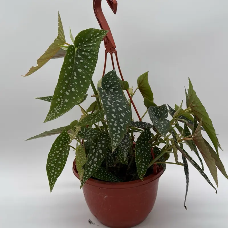 Begonia White Spot 8" Pot Live House Plant Rare Tropical Indoor Plant  Unique Spotted Leaves Easy Care for Beginners - TikTok Shop