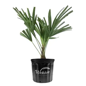 Windmill Palm - Live Plant in a 10 Inch Growers Pot - Trachycarpus Fortunei - Hardy Palm from Florida