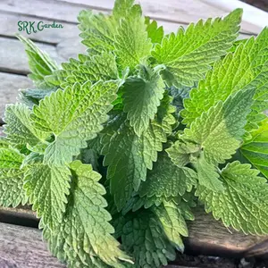 Organic Catnip Seeds | 300 Seeds