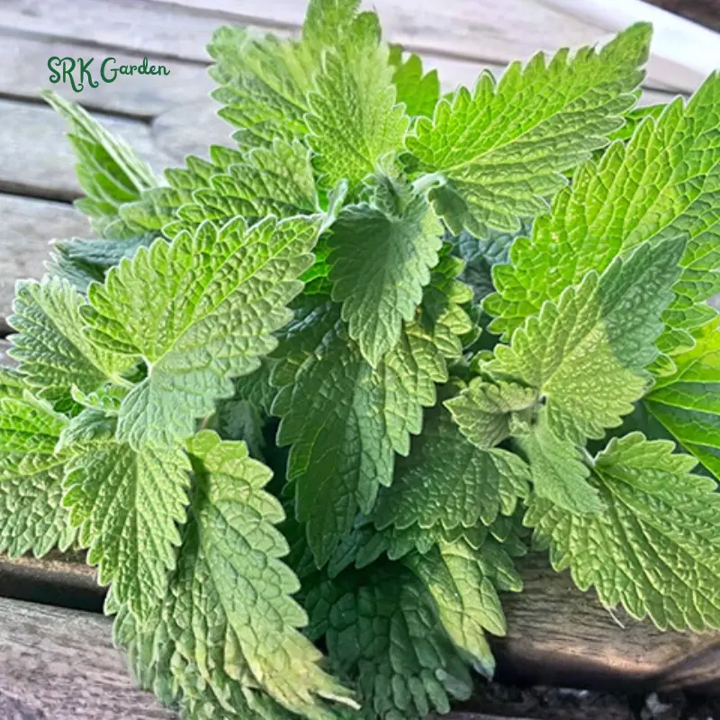 Organic Catnip Seeds | 300 Seeds Organic Catnip Seeds | 300 Seeds