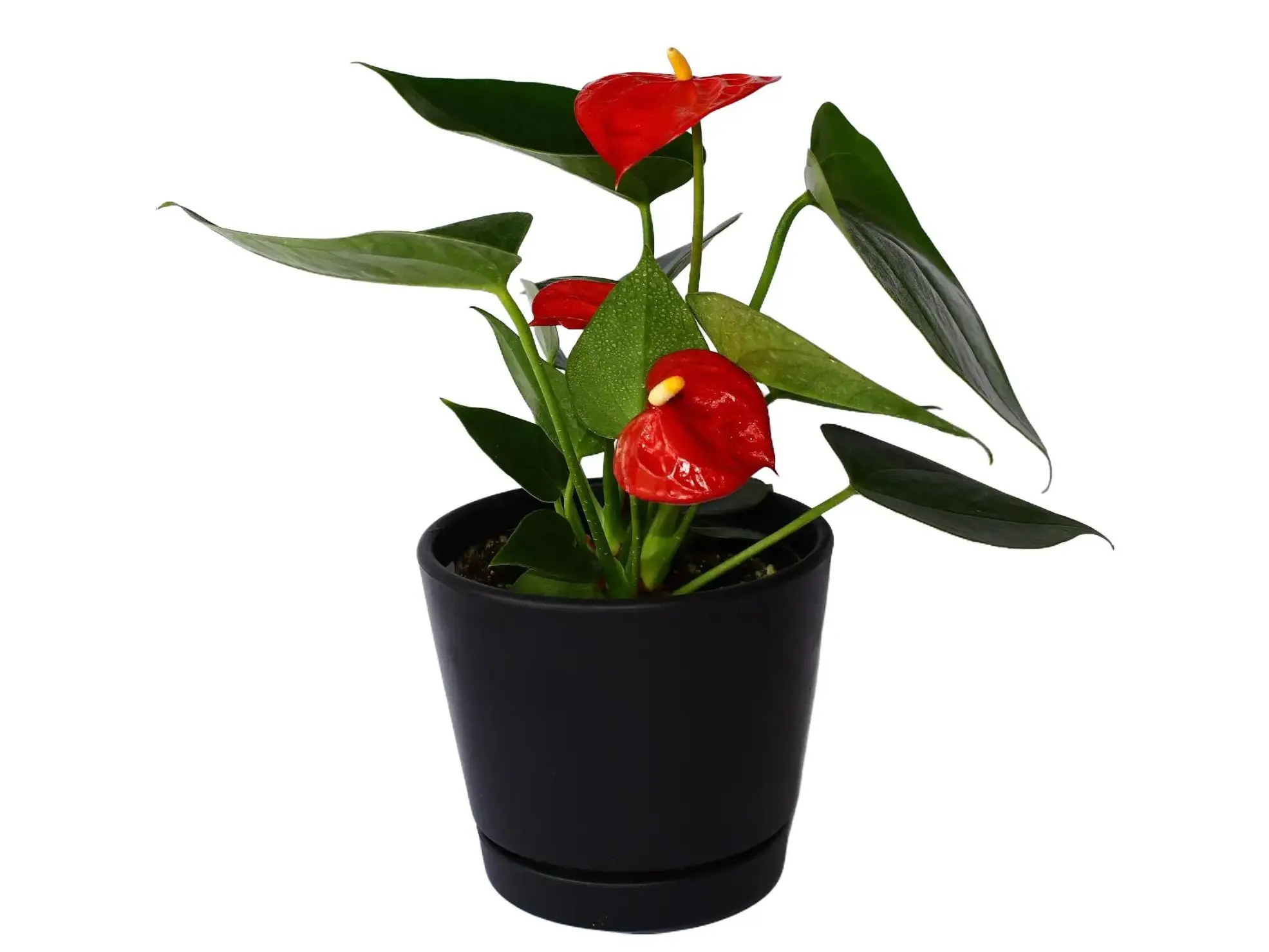 Anthurium Blooming Red Potted Live Plant 4in