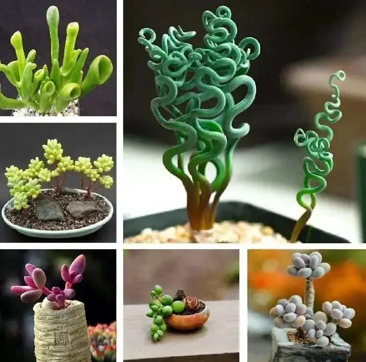 200 PCS Rare Mixed Mini Succulent Bonsai Seeds, Multicolor Ornamental Plant Seeds for DIY Planting, All Seasons Year-Round Growth, Partial Sun Tolerant, Ideal for Garden Bag Storage